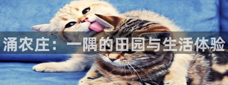 金年会最新登录