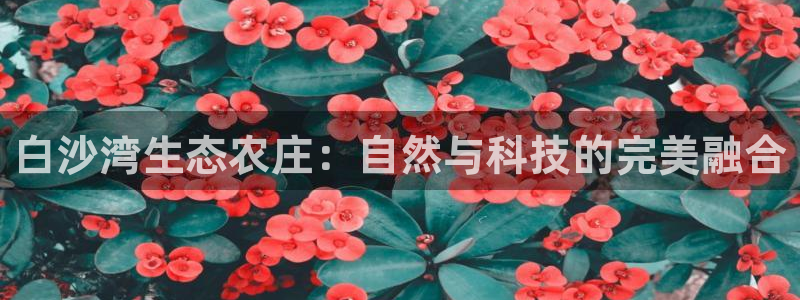 金顶年会