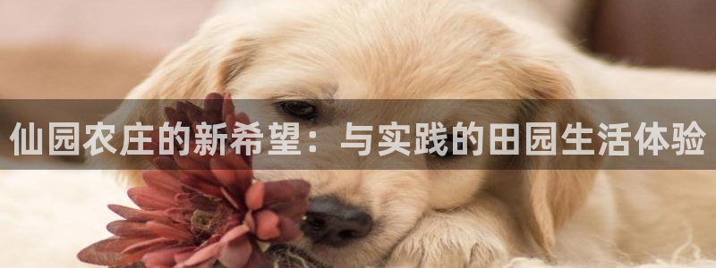 金年会是啥