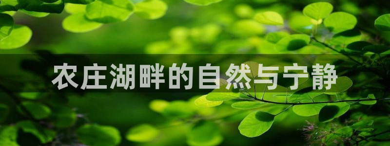 金辉城年会视频