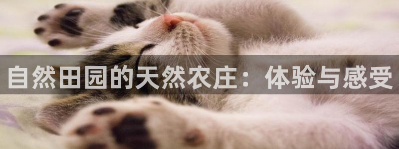 金辉城年会视频
