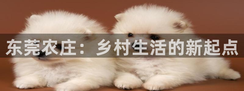 金年会棋牌