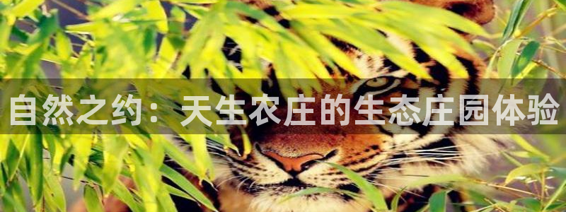 金年会 1080P