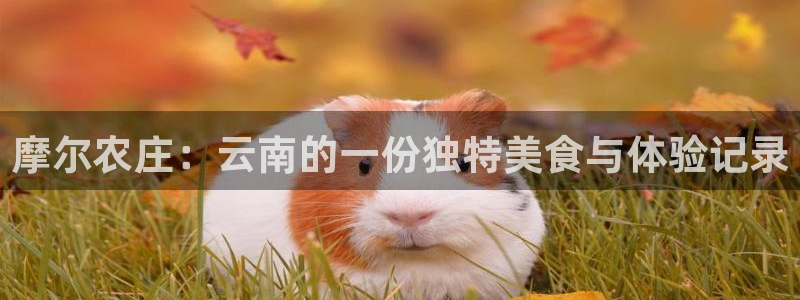 金年会最新官网